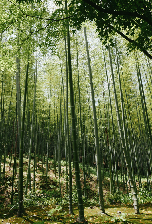 Sand + Paws Floral Bamboo 12 oz scented candle